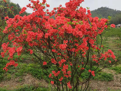 桃花桃果区