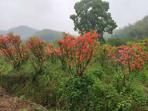 桃花桃果区