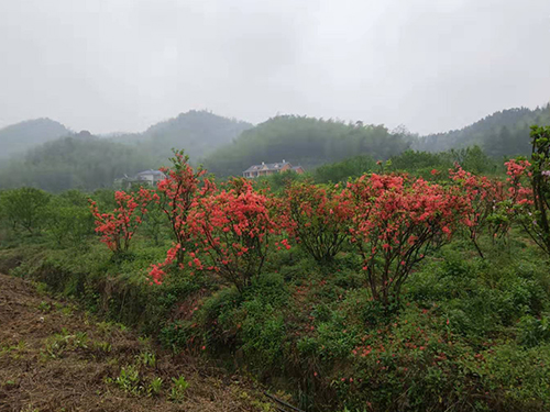 桃花桃果区