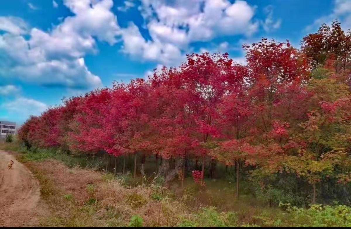 北美红枫